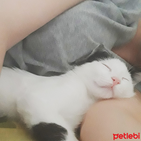 Somali, Kedi  Boncuk fotoğrafı
