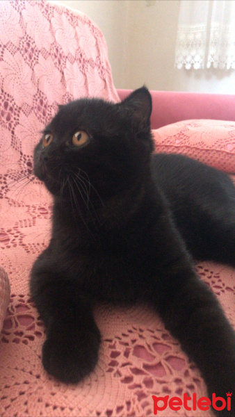 British Shorthair, Kedi  Ares fotoğrafı