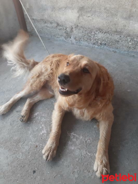 Golden Retriever, Köpek  Ares fotoğrafı