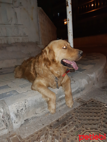Golden Retriever, Köpek  Ares fotoğrafı