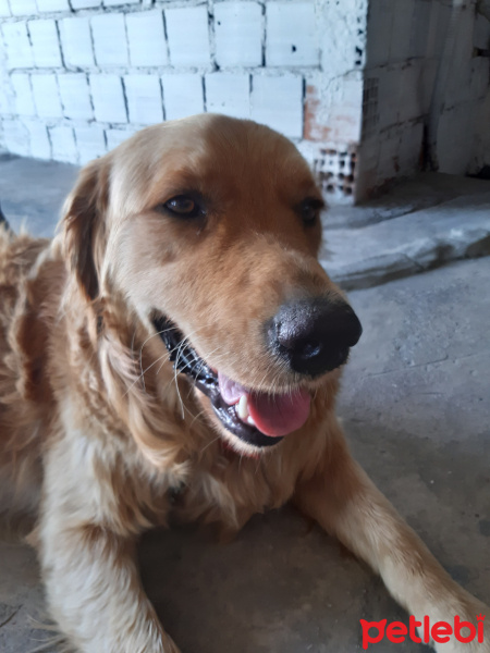 Golden Retriever, Köpek  Ares fotoğrafı