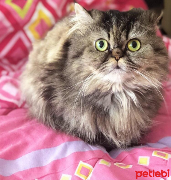 İran Kedisi (Persian), Kedi  MİNNOŞ fotoğrafı
