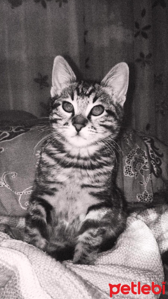 Tekir Kedi, Kedi  Hera fotoğrafı