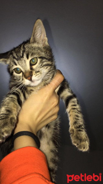 Tekir Kedi, Kedi  Hera fotoğrafı