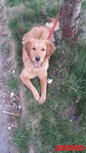 Golden Retriever, Köpek  yavru goldenlar fotoğrafı