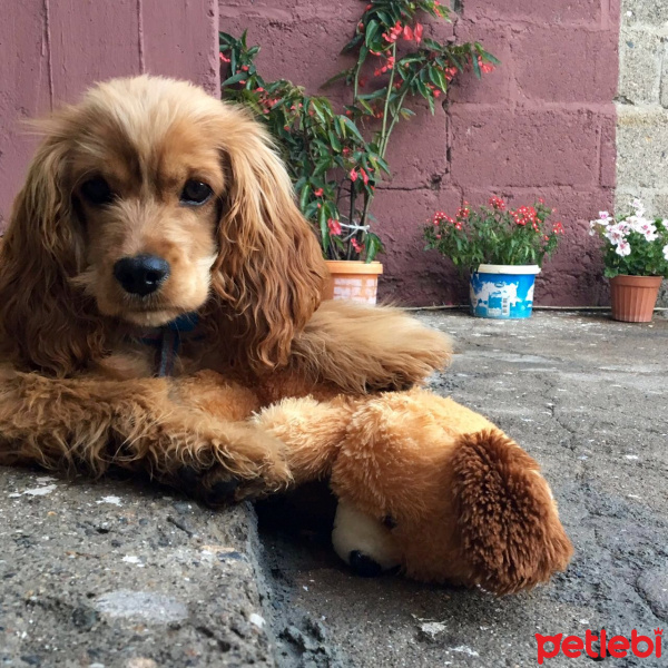 Amerikan Cocker Spaniel, Köpek  Hope fotoğrafı