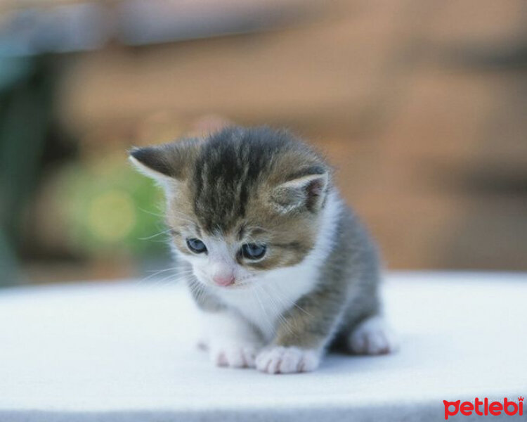 Tekir Kedi, Kedi  aslan fotoğrafı