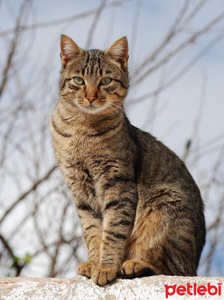 Tekir Kedi, Kedi  anonim fotoğrafı