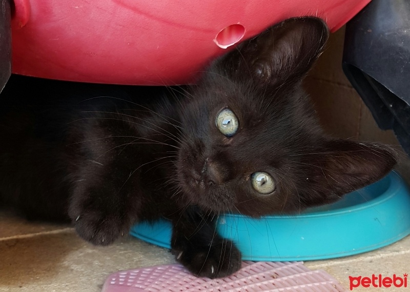 Tekir Kedi, Kedi  Gece fotoğrafı