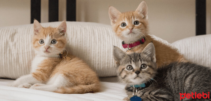 Tekir Kedi, Kedi  maviş fotoğrafı