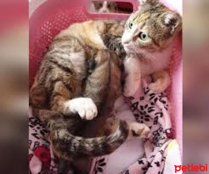 Tekir Kedi, Kedi  uplak fotoğrafı