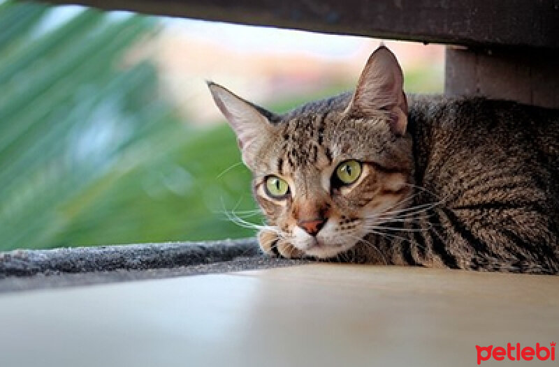 Tekir Kedi, Kedi  paşa fotoğrafı