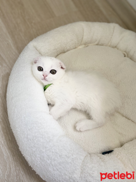 Scottish Fold, Kedi  Luna fotoğrafı