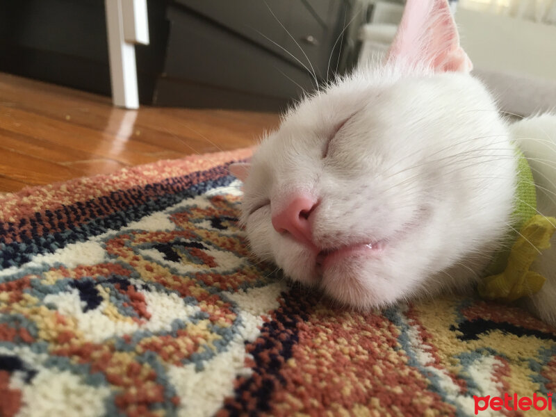 Ankara Kedisi, Kedi  Yumoş fotoğrafı