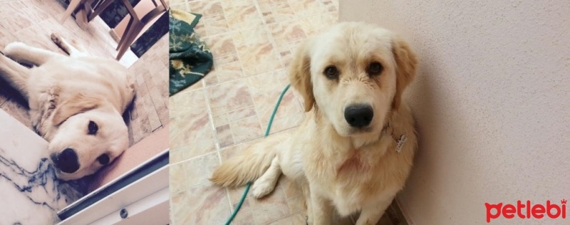 Golden Retriever, Köpek  Tarçın fotoğrafı