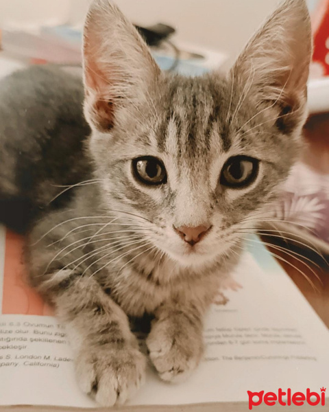 Tekir Kedi, Kedi  Kuki fotoğrafı