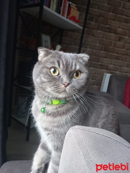 Scottish Fold, Kedi  Mırmo fotoğrafı