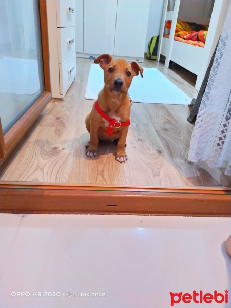 Amerikan Staffordshire Terrier, Köpek  Joker fotoğrafı