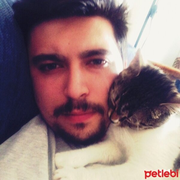 Tekir Kedi, Kedi  Mantar fotoğrafı