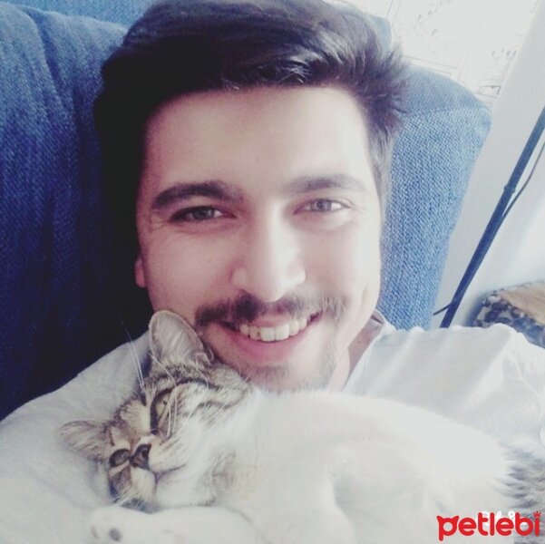 Tekir Kedi, Kedi  Mantar fotoğrafı