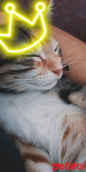 Tekir Kedi, Kedi  Sufle fotoğrafı