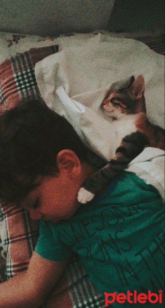 Tekir Kedi, Kedi  Sufle fotoğrafı
