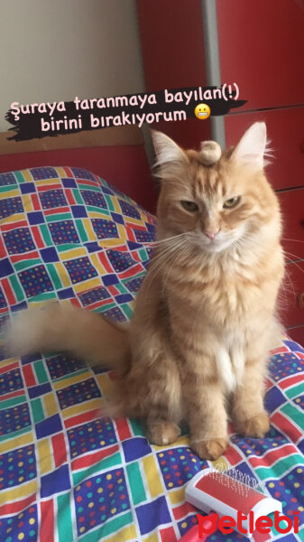 Sarman, Kedi  Eevee fotoğrafı