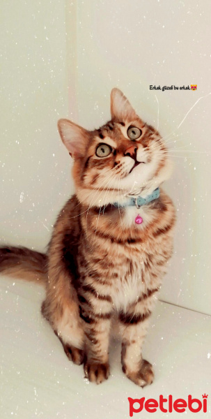 Tekir Kedi, Kedi  Bayram fotoğrafı