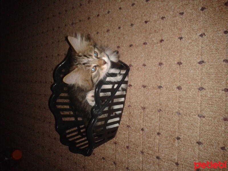 Chinchilla, Kedi  latte fotoğrafı
