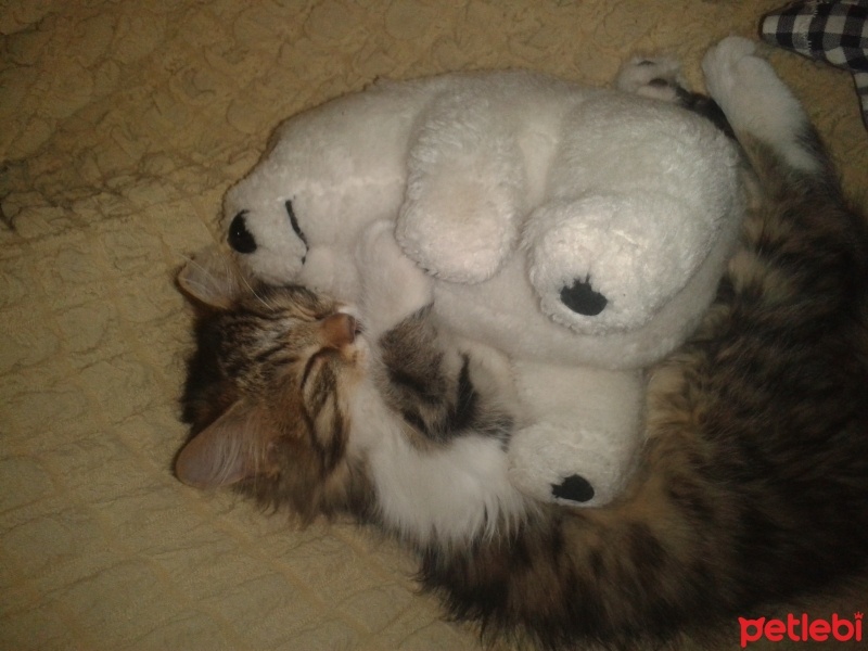 Chinchilla, Kedi  latte fotoğrafı