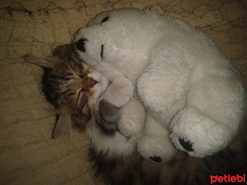 Chinchilla, Kedi  latte fotoğrafı