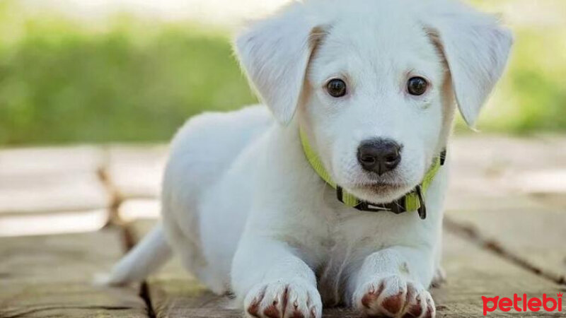 Tekir Kedi, Kedi  kirpi fotoğrafı