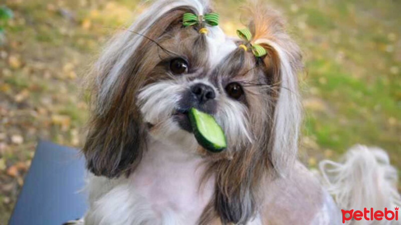 Tibetli Spaniel, Köpek  üzüm fotoğrafı