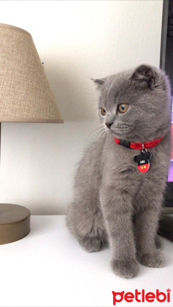 İran Kedisi (Persian), Kedi  Dori fotoğrafı