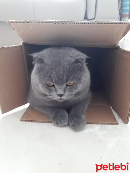 İran Kedisi (Persian), Kedi  Dori fotoğrafı