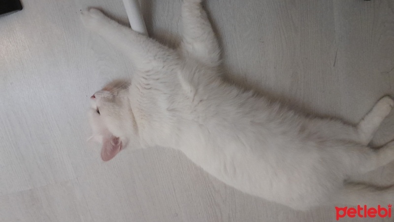 İran Kedisi (Persian), Kedi  Dori fotoğrafı