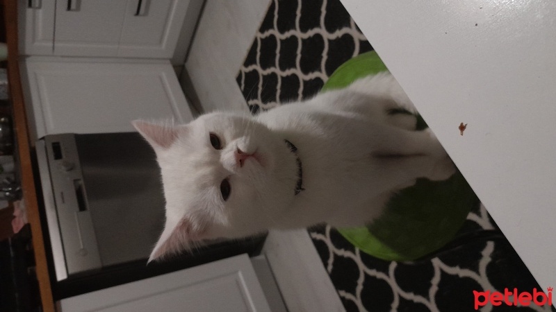 İran Kedisi (Persian), Kedi  Dori fotoğrafı