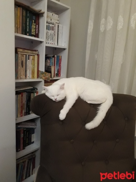 İran Kedisi (Persian), Kedi  Dori fotoğrafı