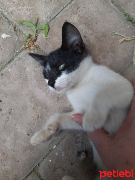 Sarman, Kedi  Bubuki fotoğrafı