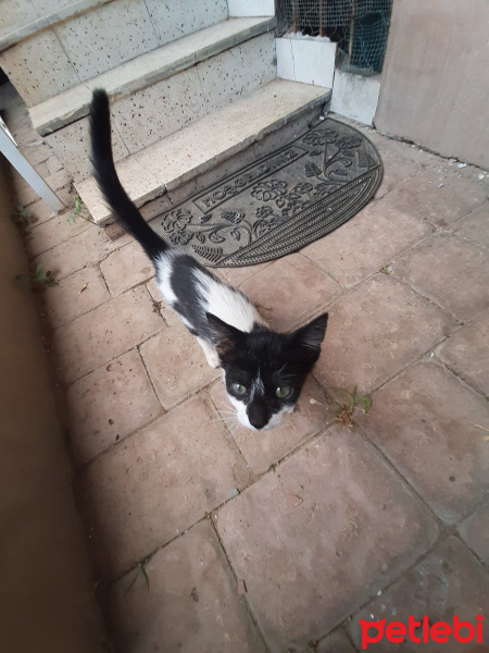 Sarman, Kedi  Bubuki fotoğrafı