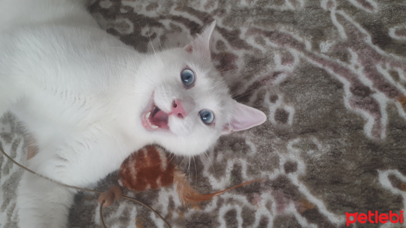 Van Kedisi, Kedi  Sütlaç fotoğrafı