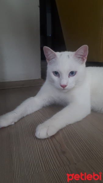 Van Kedisi, Kedi  Sütlaç fotoğrafı