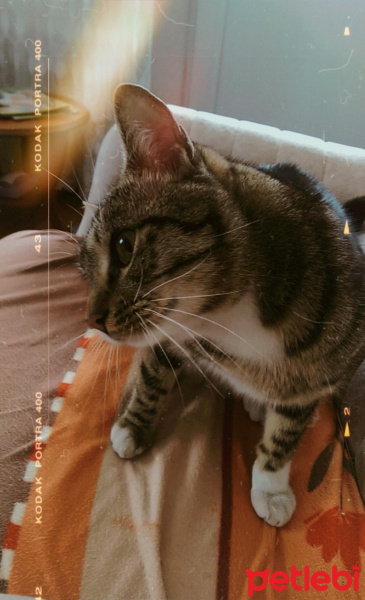 Tekir Kedi, Kedi  Osman fotoğrafı