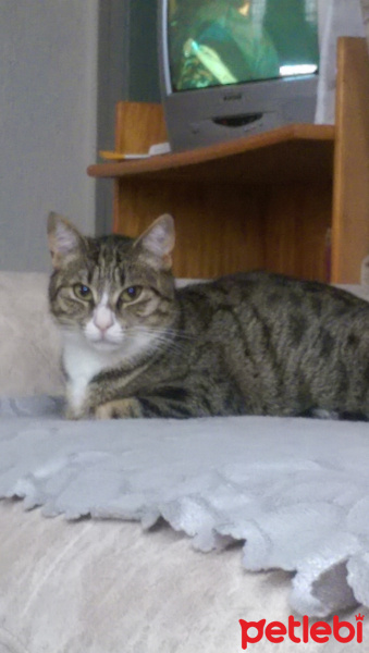 Tekir Kedi, Kedi  Kimyon fotoğrafı