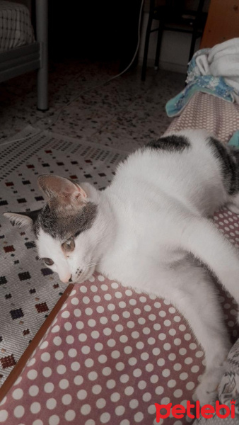 Tekir Kedi, Kedi  Lila fotoğrafı