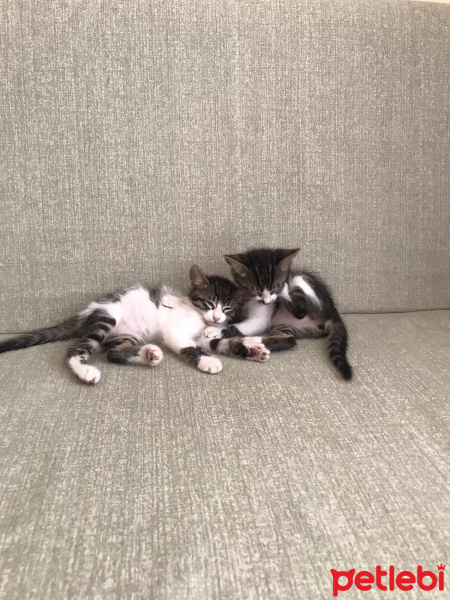 Tekir Kedi, Kedi  İkizler fotoğrafı