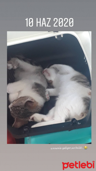 Tekir Kedi, Kedi  Prenses fotoğrafı