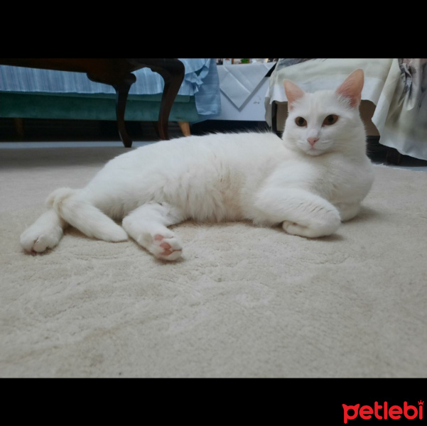 Ankara Kedisi, Kedi  Coco fotoğrafı