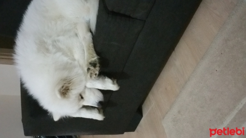 Samoyed, Köpek  Thor fotoğrafı
