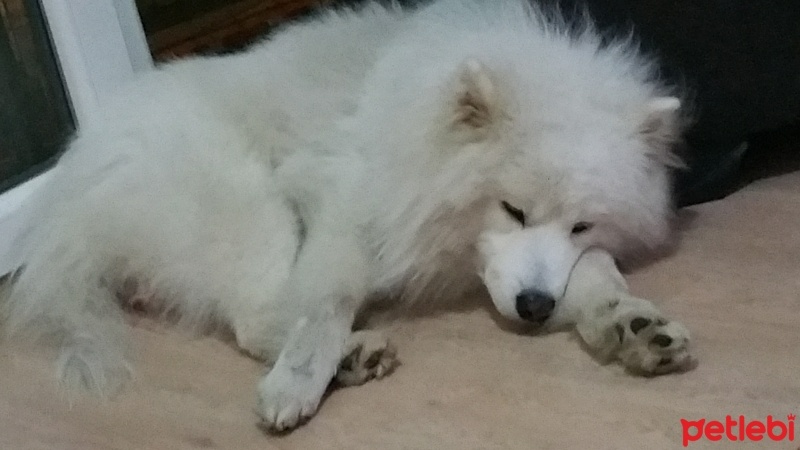 Samoyed, Köpek  Thor fotoğrafı
